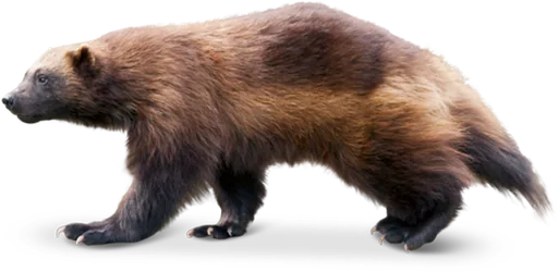 Wolverine
