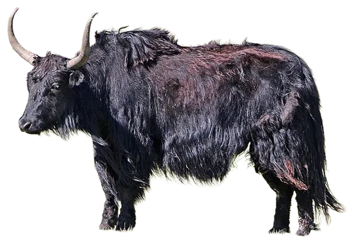 Yak