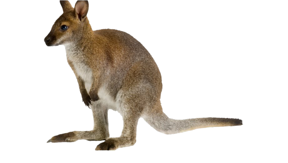 Wallaby, transparent animal profile image