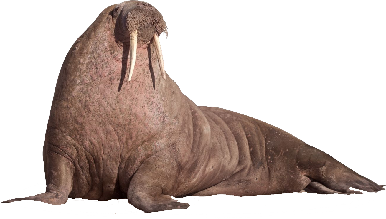 Walrus, transparent animal profile image