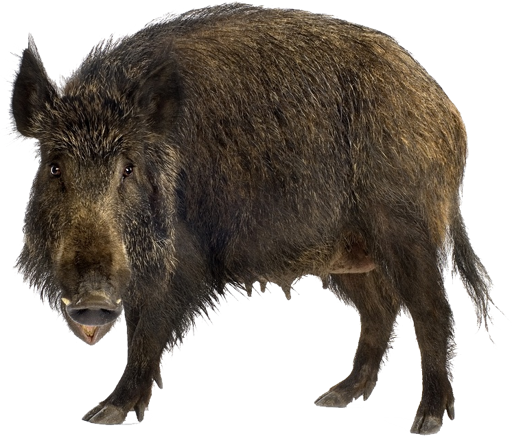 Wild Boar, transparent animal profile image