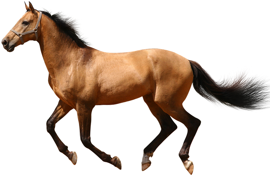 Wild Horse, transparent animal profile image