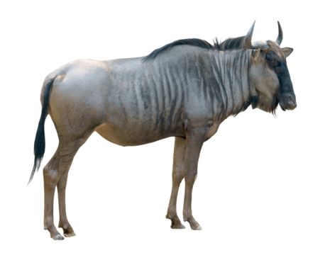 Wildebeest, transparent animal profile image