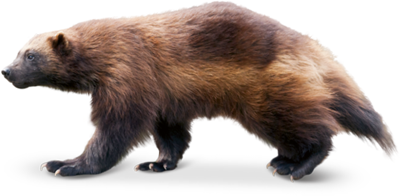 Wolverine, transparent animal profile image