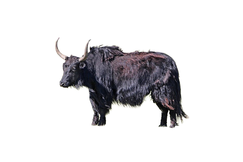 Yak, transparent animal profile image