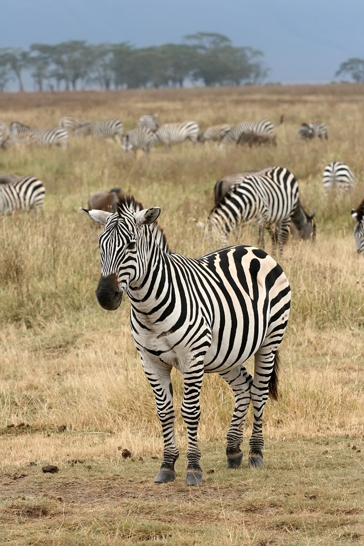 Zebra, transparent animal profile image