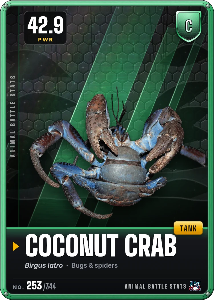 Coconut Crab Stats: Strength, Speed, Size & Power Ranking | Animal ...