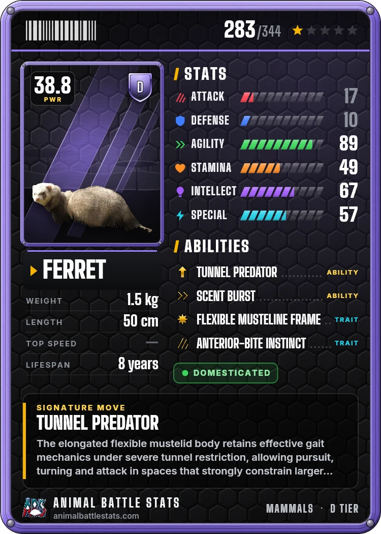 Ferret Stats: Strength, Speed, Size & Power Ranking | Animal Battle Stats