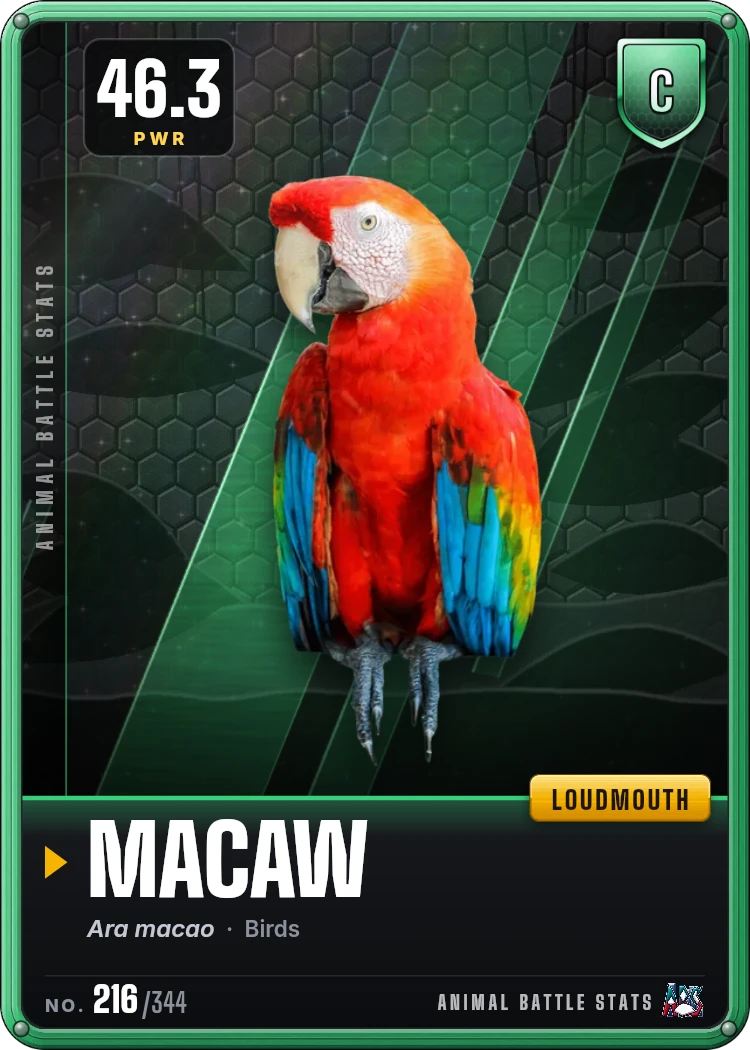 Macaw Stats: Strength, Speed, Size & Power Ranking | Animal Battle Stats