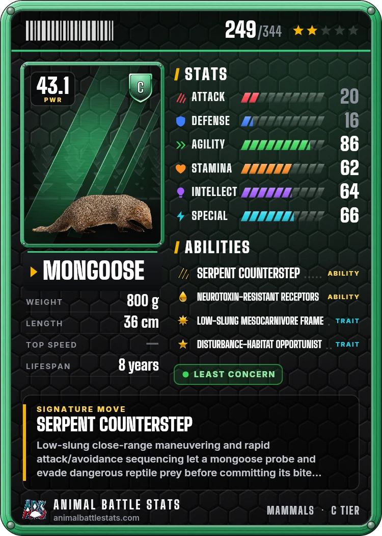 Mongoose Stats: Strength, Speed, Size & Power Ranking | Animal Battle Stats