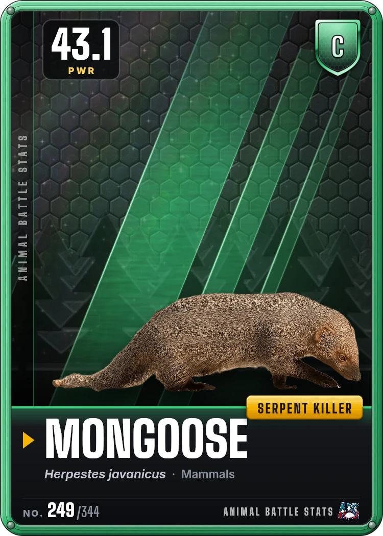 Mongoose Stats: Strength, Speed, Size & Power Ranking | Animal Battle Stats