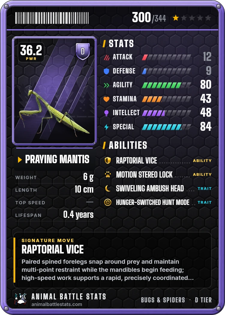 Praying Mantis Stats: Strength, Speed, Size & Power Ranking | Animal ...
