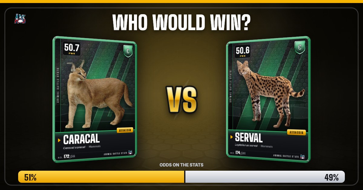 Caracal vs Serval: Who Would Win? | Animal Battle Stats